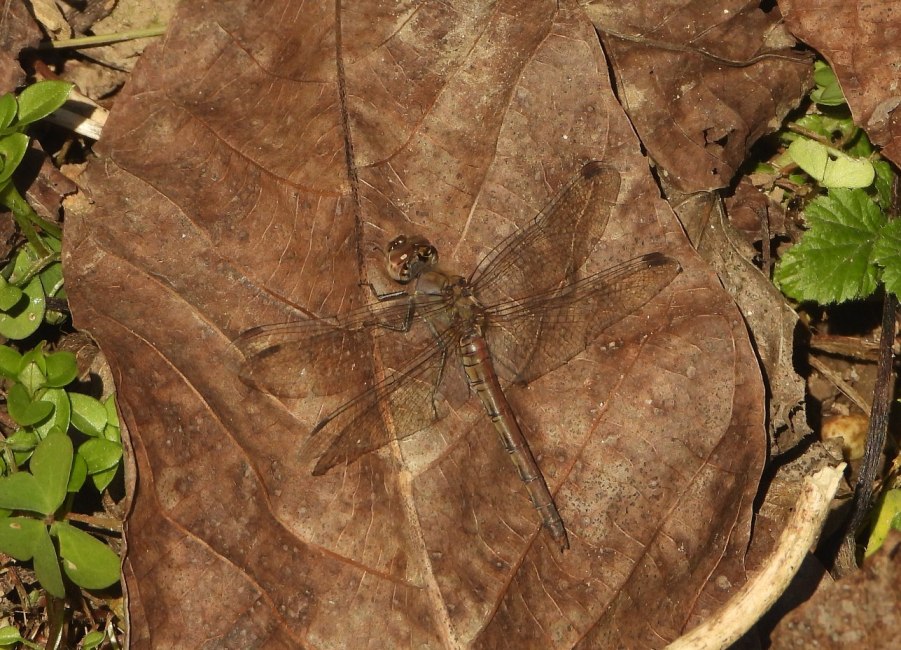 Sympetrum... striolatum?